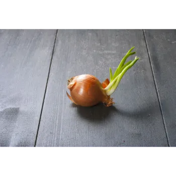 Onion (35)-6584727-10428.webp